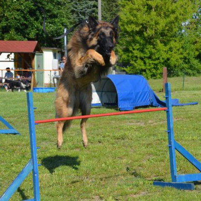 Hundeschule Guenther agility